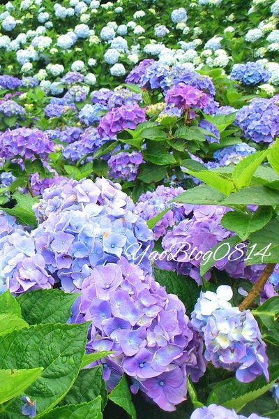 水車寮繡球_繡球花