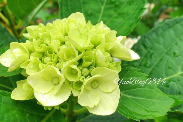 水車寮繡球_繡球花