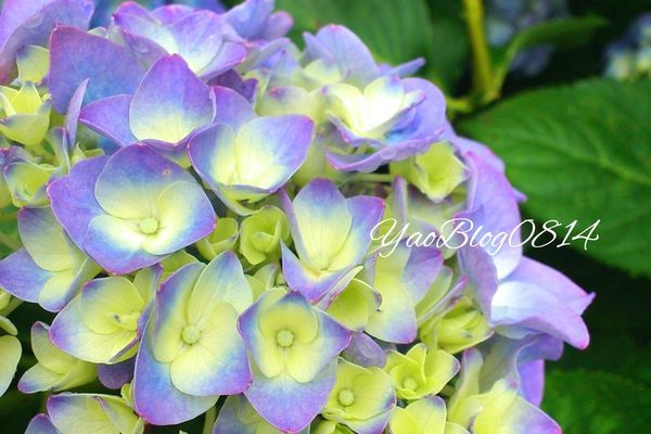 水車寮繡球_繡球花