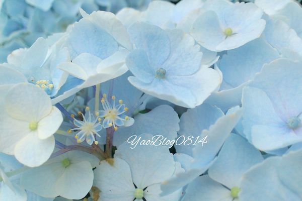 水車寮繡球_繡球花