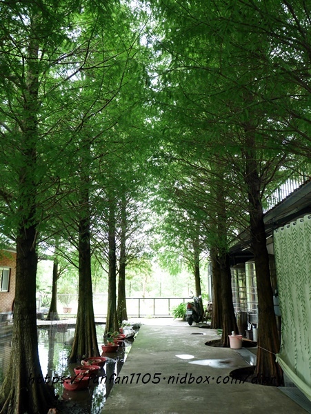 【苗栗美食】和風食堂 #私房料理 #客家料理 #苗栗公館 #落羽松 (2).JPG