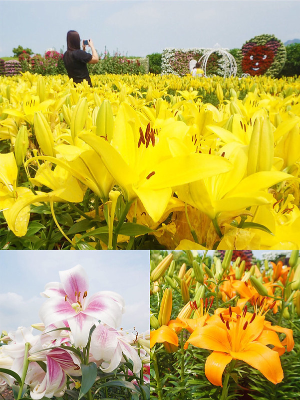 ☀專屬行程☀哈旅行台中包車旅遊。台中賞花海看夕陽。中社花市。大坑紙箱王。彩虹眷村。高美溼地。台中必去熱門景點一日搞定，上山下海不是問題