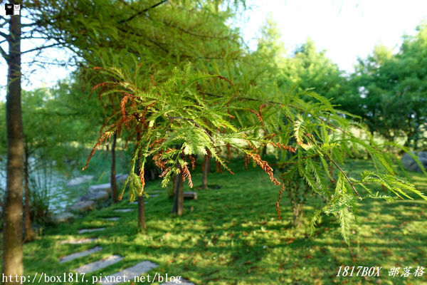 【宜蘭。五結】傳藝渡假會館Tradition Arts Villa。一泊二食。私房落羽松湖畔。玩沙綠地。渡假聖地。宜蘭民宿