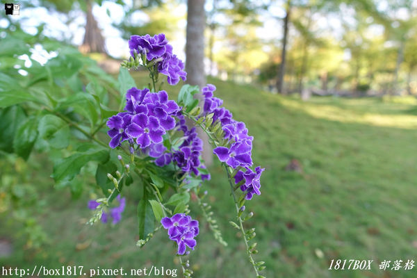 【宜蘭。五結】傳藝渡假會館Tradition Arts Villa。一泊二食。私房落羽松湖畔。玩沙綠地。渡假聖地。宜蘭民宿