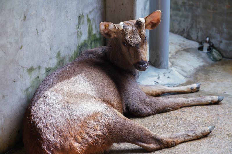 水鹿之家 (58)