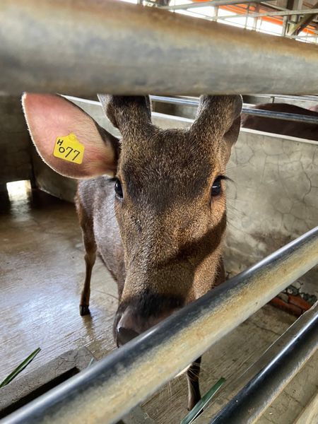 20200418鹿鹿好可愛我就厲害孫東寶_200423_0073