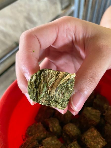 20200418鹿鹿好可愛我就厲害孫東寶_200423_0078