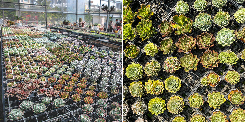 2023年楠梓美食懶人包