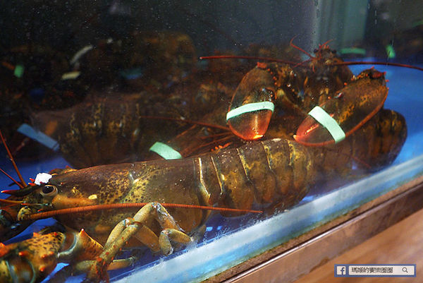 台北東區火鍋推薦【故意goodeat海鮮鍋物】現撈活體海鮮吃得過癮/東區平價火鍋