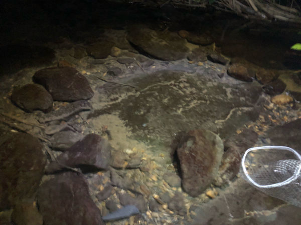 圓圓家第51露-《新竹五峰》豪華野遊正流行,愛露營《飛鳥恰恰》,體驗一泊五食輕鬆快樂露營去