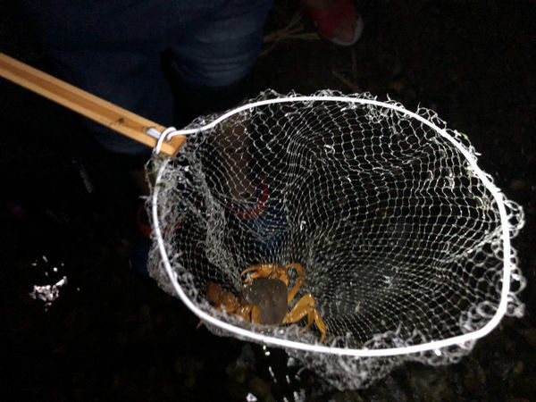 圓圓家第51露-《新竹五峰》豪華野遊正流行,愛露營《飛鳥恰恰》,體驗一泊五食輕鬆快樂露營去