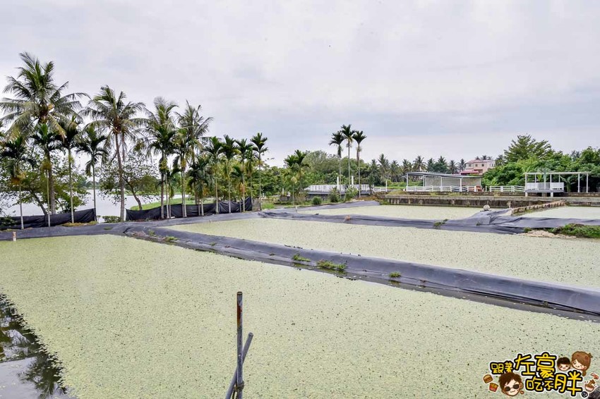 高雄一日農夫趣-美濃李氏水蓮-8