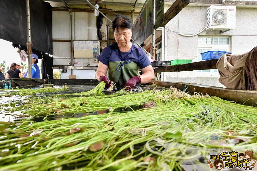 高雄一日農夫趣-美濃李氏水蓮-11