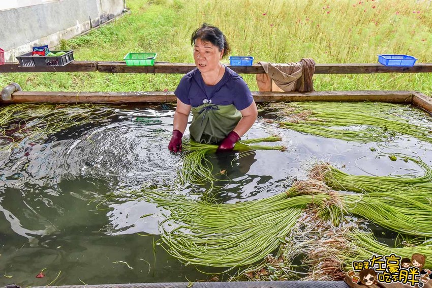 高雄一日農夫趣-美濃李氏水蓮-18