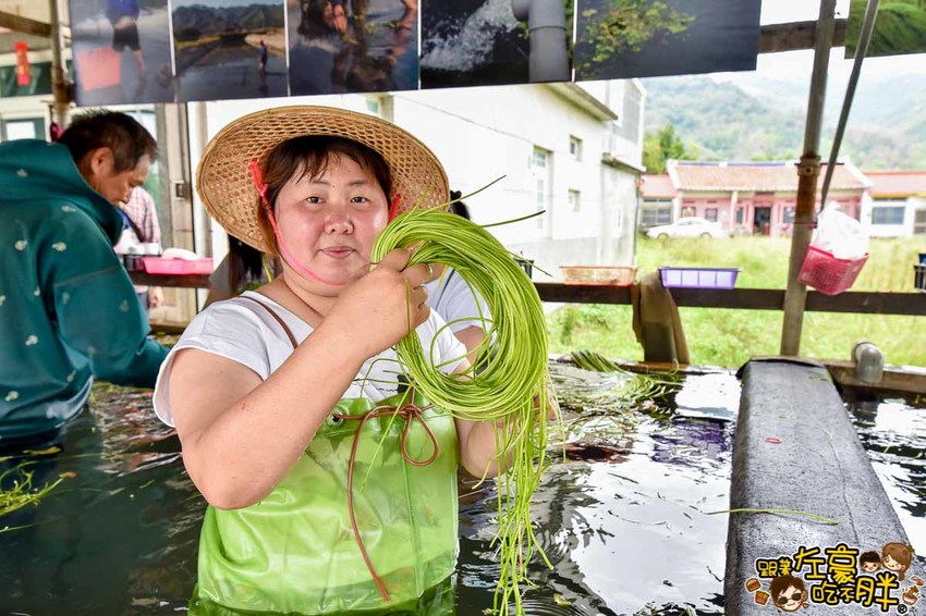 高雄一日農夫趣-美濃李氏水蓮-30