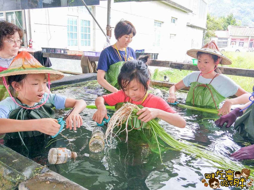 高雄一日農夫趣-美濃李氏水蓮-5