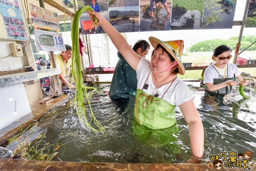高雄一日農夫趣-美濃李氏水蓮-28