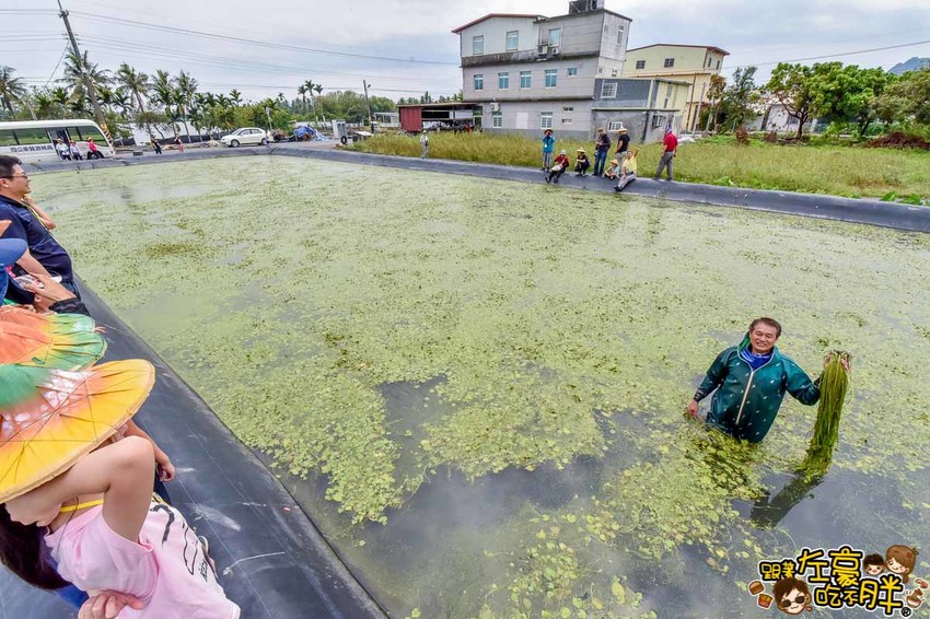 高雄一日農夫趣-美濃李氏水蓮-15