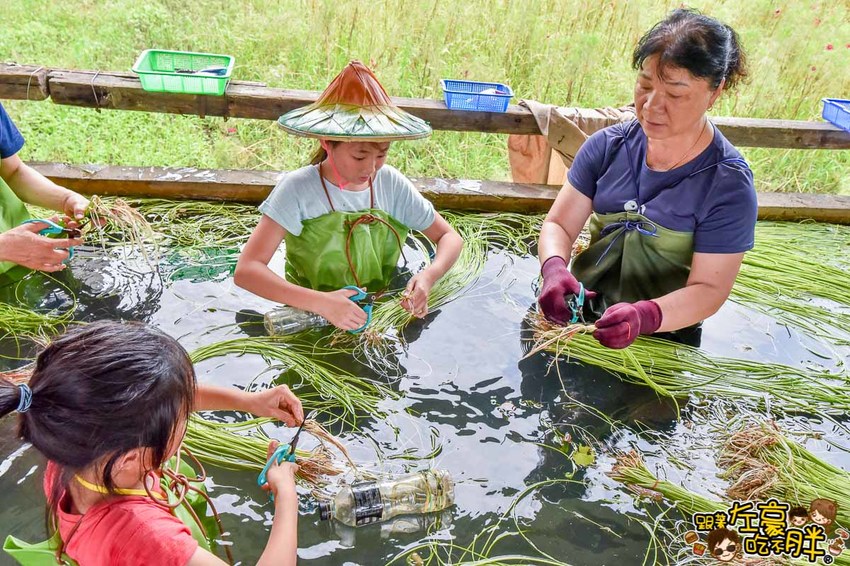 高雄一日農夫趣-美濃李氏水蓮-23