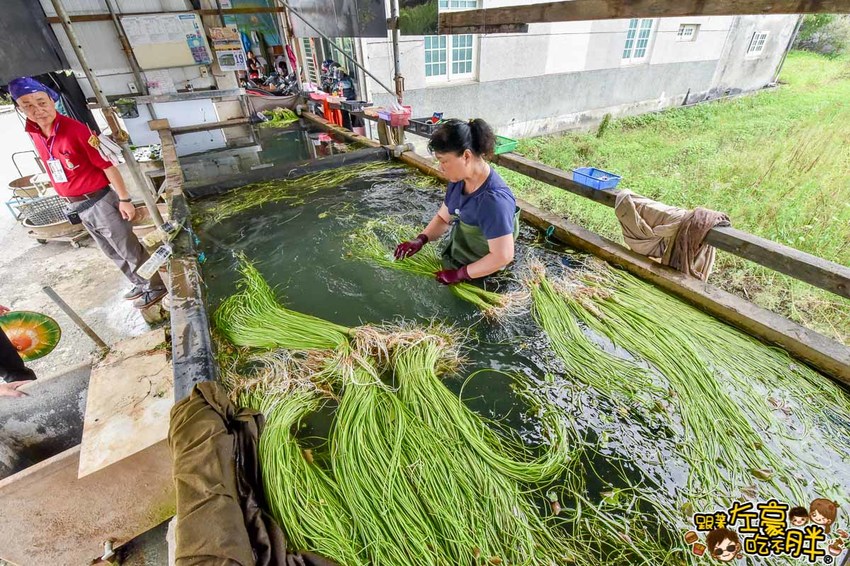 高雄一日農夫趣-美濃李氏水蓮-17
