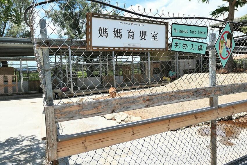 旅遊。屏東★南臺灣的小奈良 鹿境梅花鹿生態園區 拎著牧草來餵鹿 - 妮妮˙ˇ˙用類單記錄生活!!