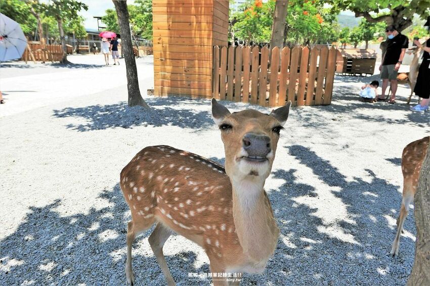 旅遊。屏東★南臺灣的小奈良 鹿境梅花鹿生態園區 拎著牧草來餵鹿 - 妮妮˙ˇ˙用類單記錄生活!!