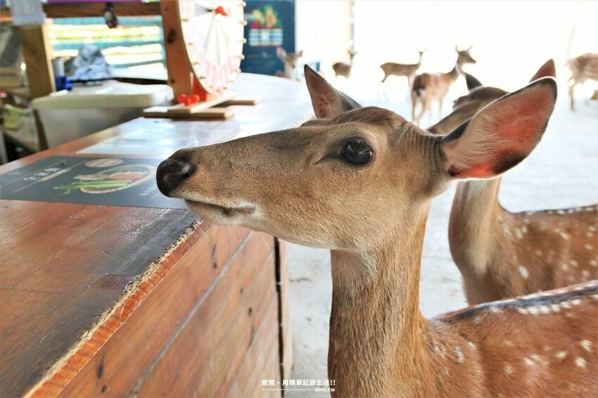 旅遊。屏東★南臺灣的小奈良 鹿境梅花鹿生態園區 拎著牧草來餵鹿 - 妮妮˙ˇ˙用類單記錄生活!!