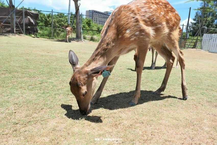 旅遊。屏東★南臺灣的小奈良 鹿境梅花鹿生態園區 拎著牧草來餵鹿 - 妮妮˙ˇ˙用類單記錄生活!!