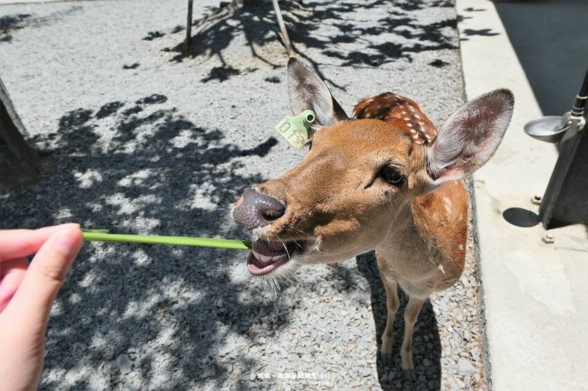 旅遊。屏東★南臺灣的小奈良 鹿境梅花鹿生態園區 拎著牧草來餵鹿 - 妮妮˙ˇ˙用類單記錄生活!!