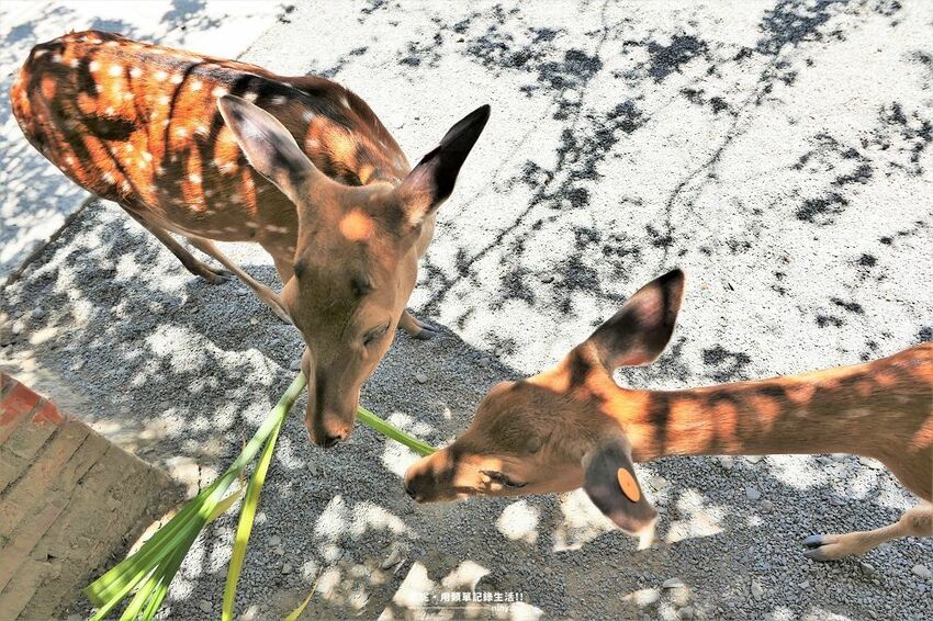 旅遊。屏東★南臺灣的小奈良 鹿境梅花鹿生態園區 拎著牧草來餵鹿 - 妮妮˙ˇ˙用類單記錄生活!!