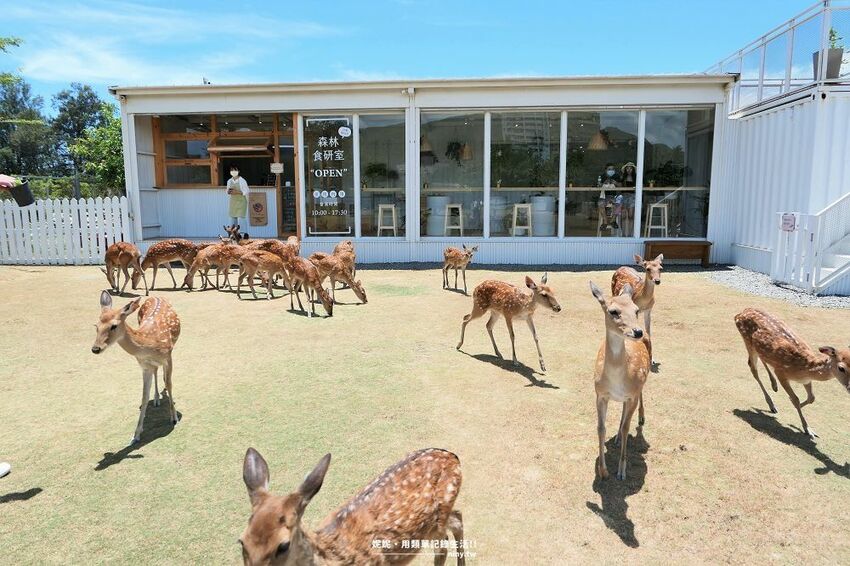 旅遊。屏東★南臺灣的小奈良 鹿境梅花鹿生態園區 拎著牧草來餵鹿 - 妮妮˙ˇ˙用類單記錄生活!!