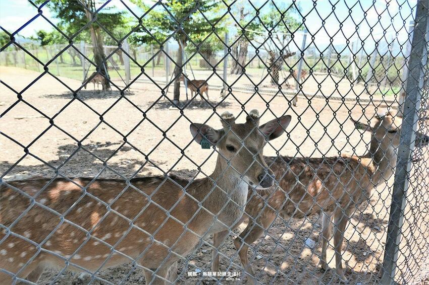 旅遊。屏東★南臺灣的小奈良 鹿境梅花鹿生態園區 拎著牧草來餵鹿 - 妮妮˙ˇ˙用類單記錄生活!!