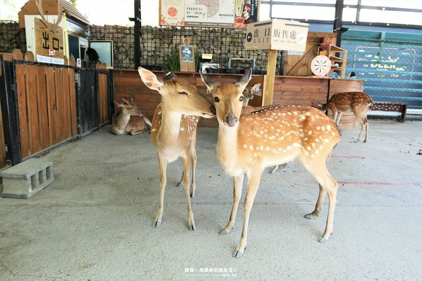 旅遊。屏東★南臺灣的小奈良 鹿境梅花鹿生態園區 拎著牧草來餵鹿 - 妮妮˙ˇ˙用類單記錄生活!!