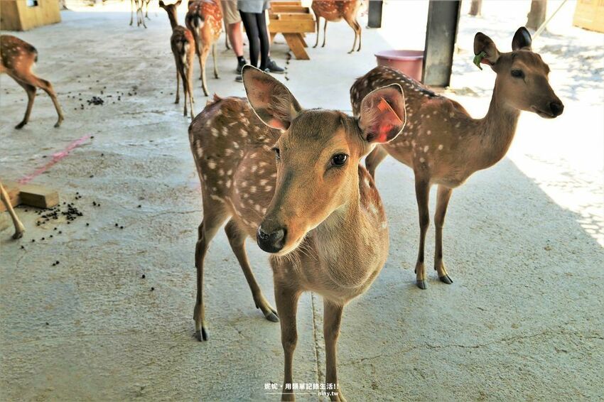 旅遊。屏東★南臺灣的小奈良 鹿境梅花鹿生態園區 拎著牧草來餵鹿 - 妮妮˙ˇ˙用類單記錄生活!!