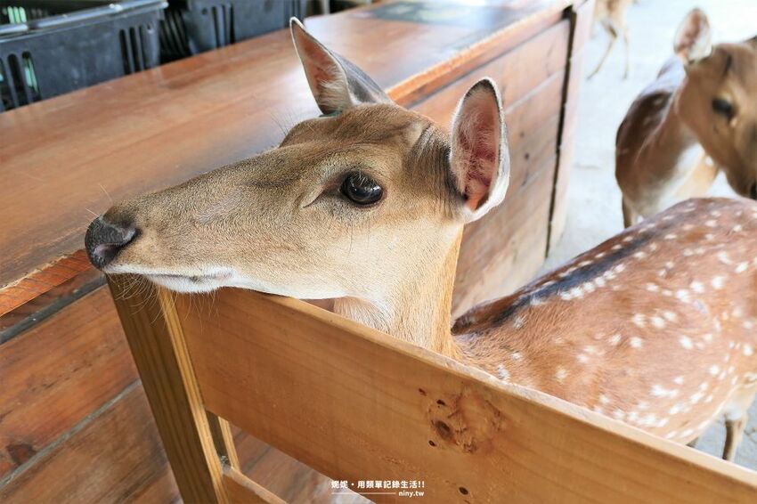 旅遊。屏東★南臺灣的小奈良 鹿境梅花鹿生態園區 拎著牧草來餵鹿 - 妮妮˙ˇ˙用類單記錄生活!!