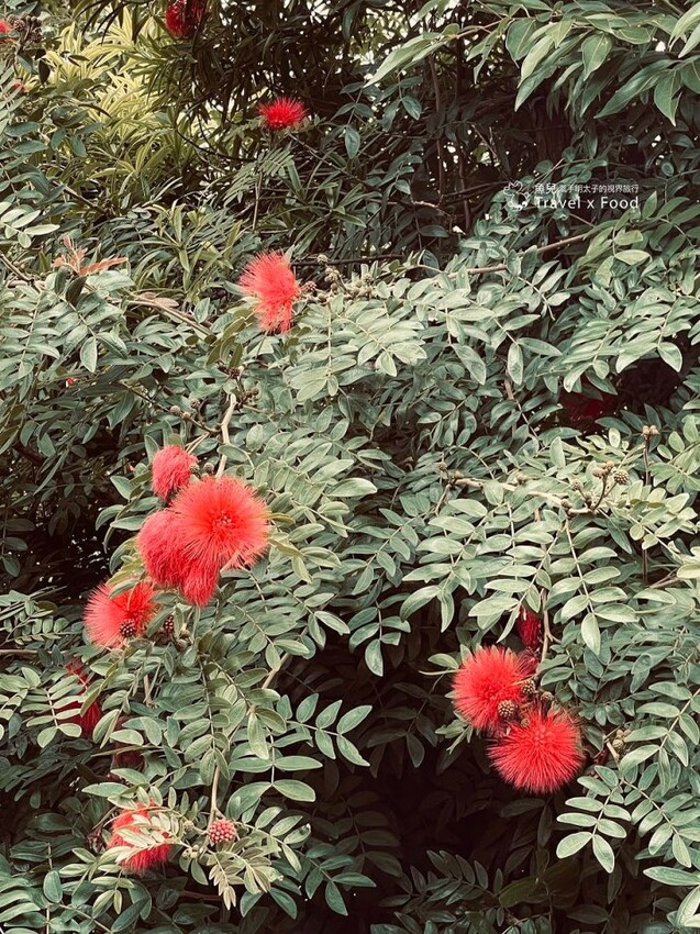 生態、景觀、餐飲與窯烤披薩DIY🍕。農場最高處的咖啡館,九芎湖照咖雅品 @魚兒 x 牽手明太子的「視」界旅行