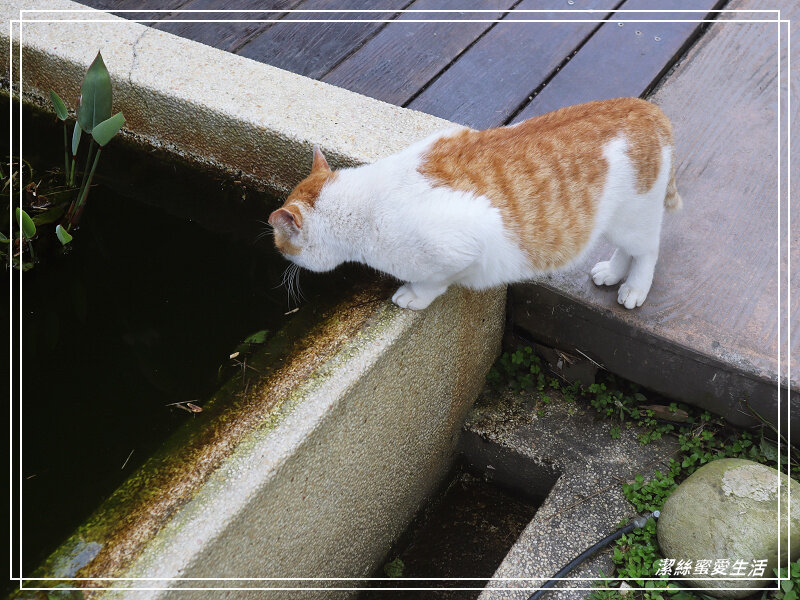 竹東莫內咖啡-南洋渡假風~咖啡x餐食x下午茶.新竹景觀約會餐廳