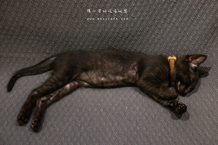  @陳小可的吃喝玩樂