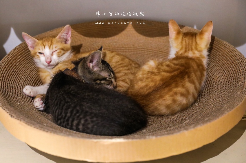  @陳小可的吃喝玩樂