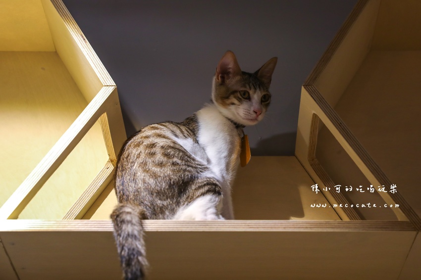  @陳小可的吃喝玩樂