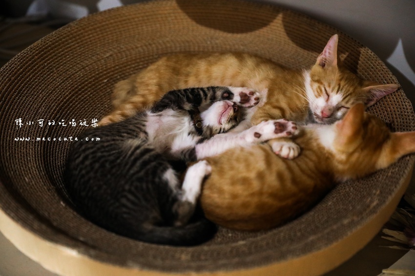  @陳小可的吃喝玩樂