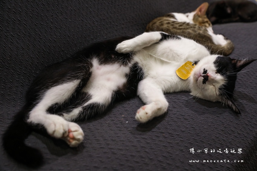  @陳小可的吃喝玩樂