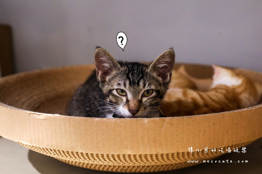  @陳小可的吃喝玩樂