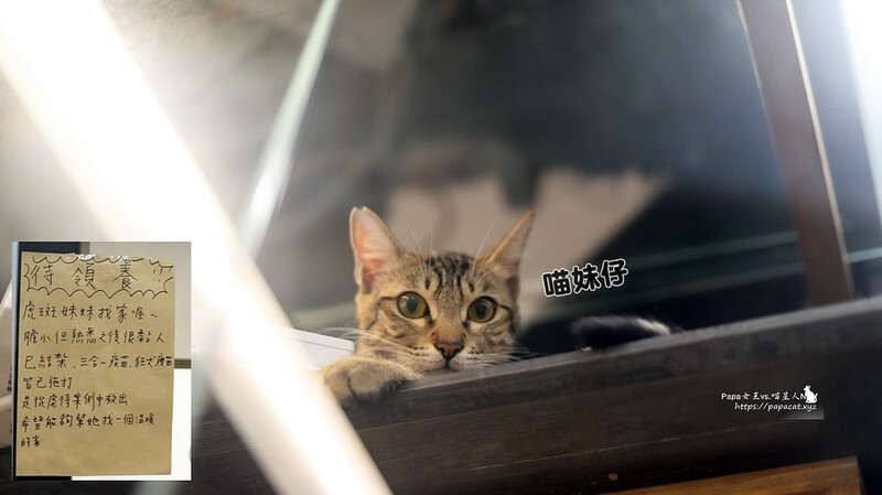 台中西區|冰 貓起來吃 日式風味剉冰 大人系冰舖