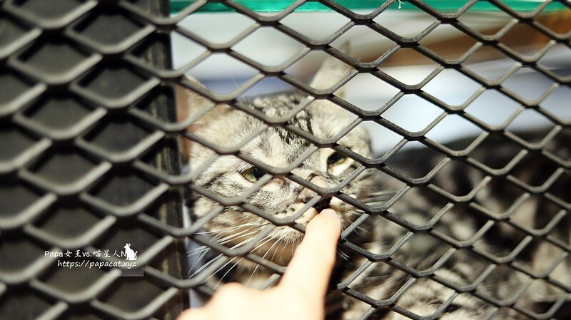 台中西區|冰 貓起來吃 日式風味剉冰 大人系冰舖