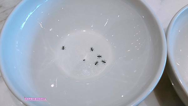 IMG_4543.JPG IMG_4543.JPG