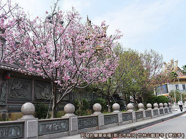 竹林山觀音寺03-人行道上盛開的吉野櫻.JPG