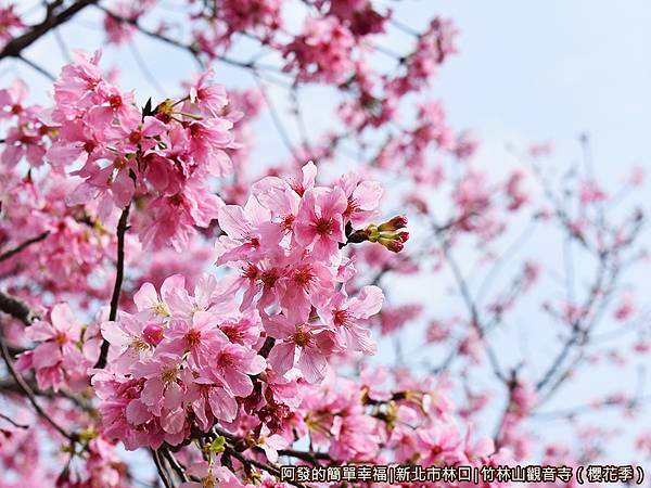 竹林山觀音寺19-綻放的吉野櫻.JPG