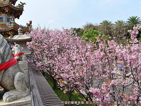 竹林山觀音寺06-整排的吉野櫻樹梢.JPG