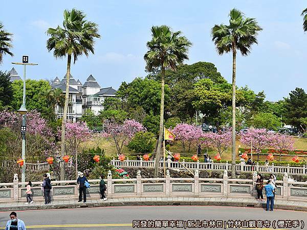 竹林山觀音寺09-對面公園中整排的吉野櫻盛開.JPG